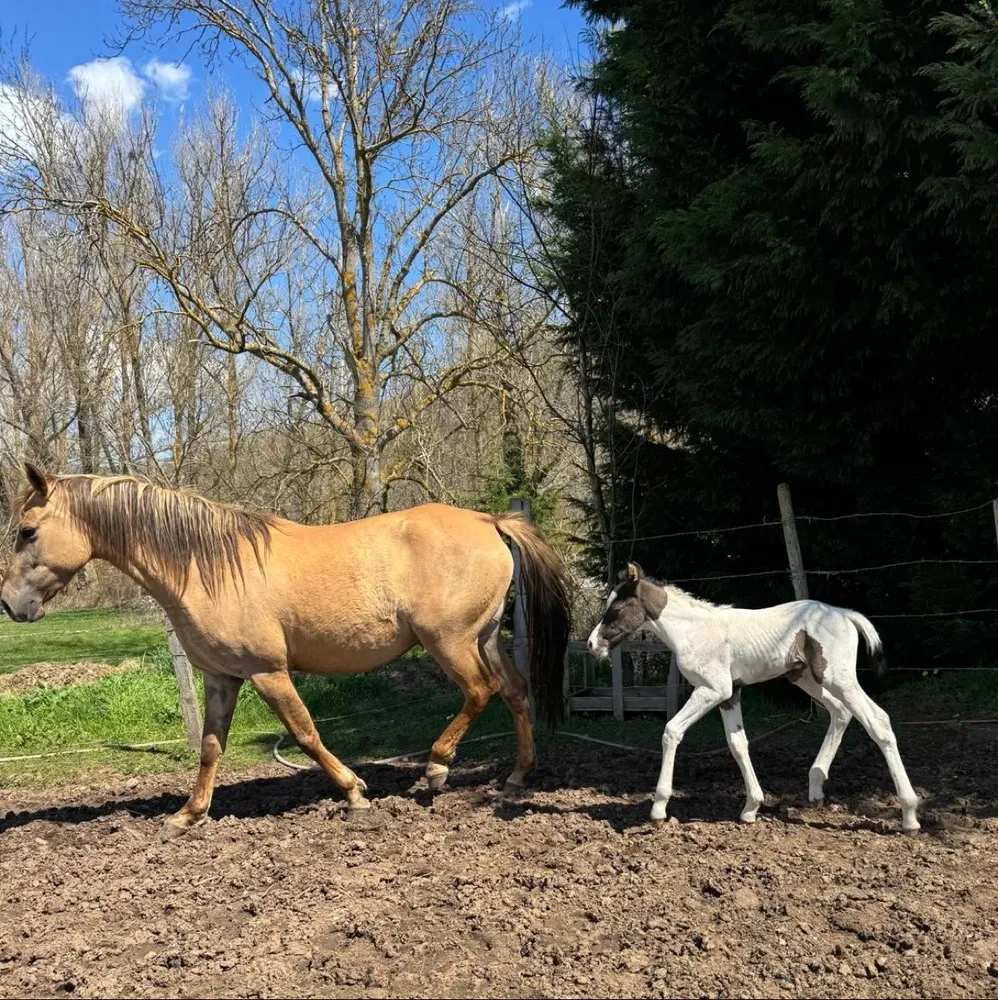 Yegua con cría pinta - imagen 1