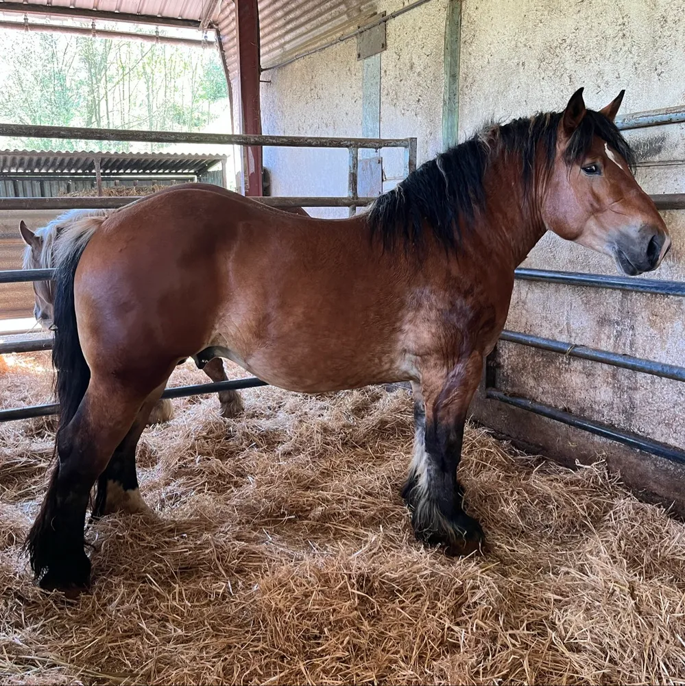 Caballo 3 años - imagen 1