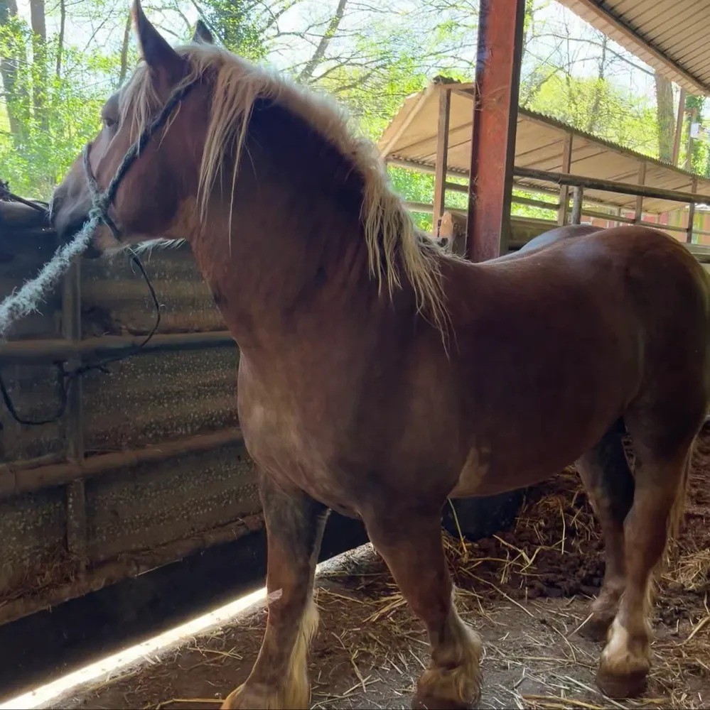 Potro 2 años - imagen 1