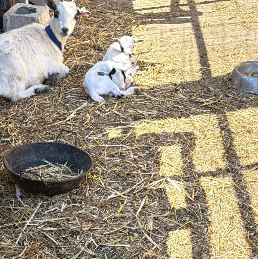 Buenos animales - imagen 1