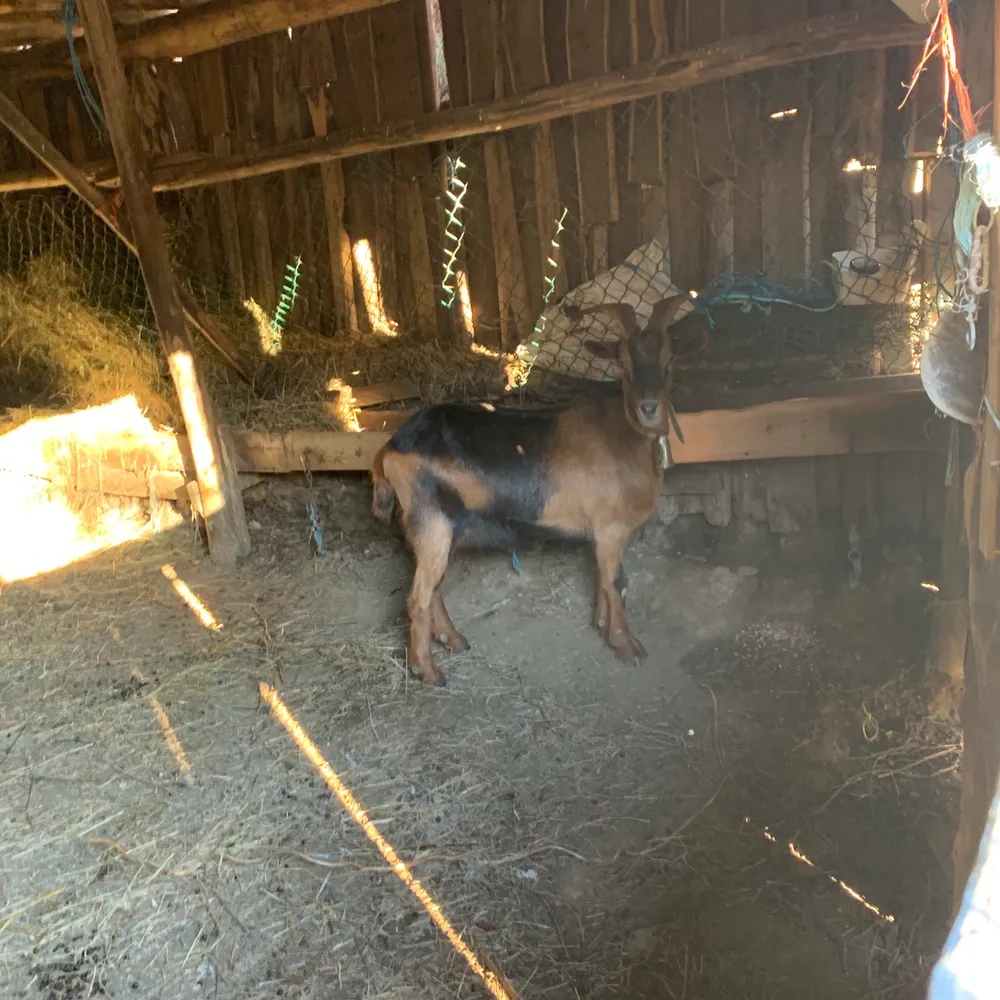 Se vende  - imagen 1