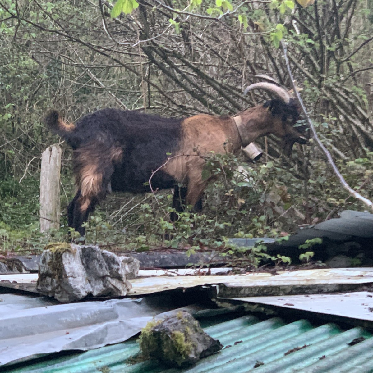 Se vende cabras - imagen 1