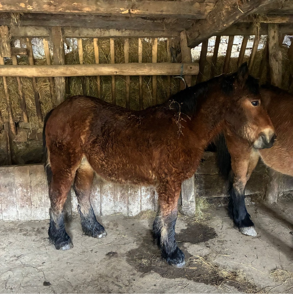 Se vende potra burgete