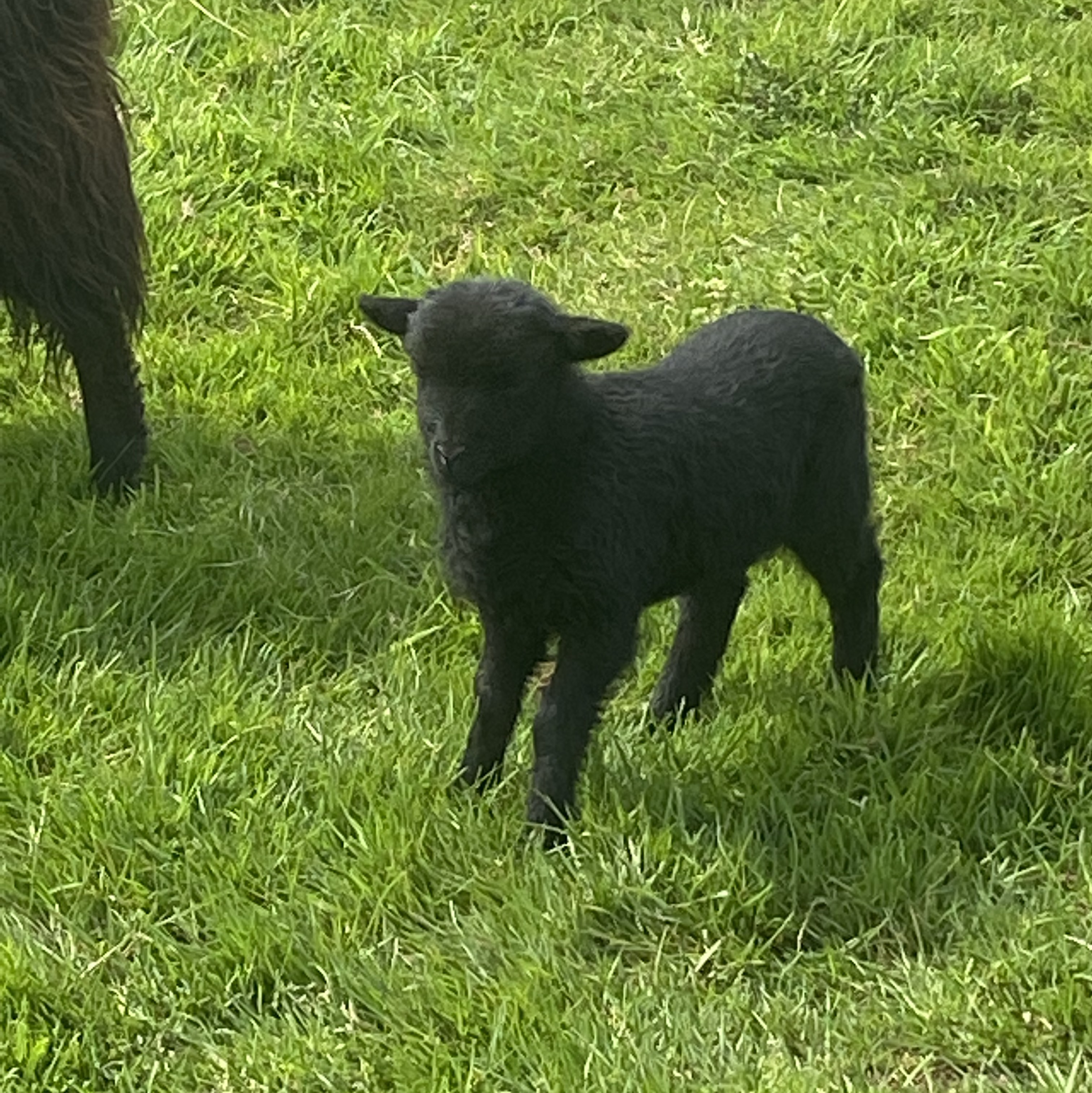 Ovejas ouessant  - imagen 1