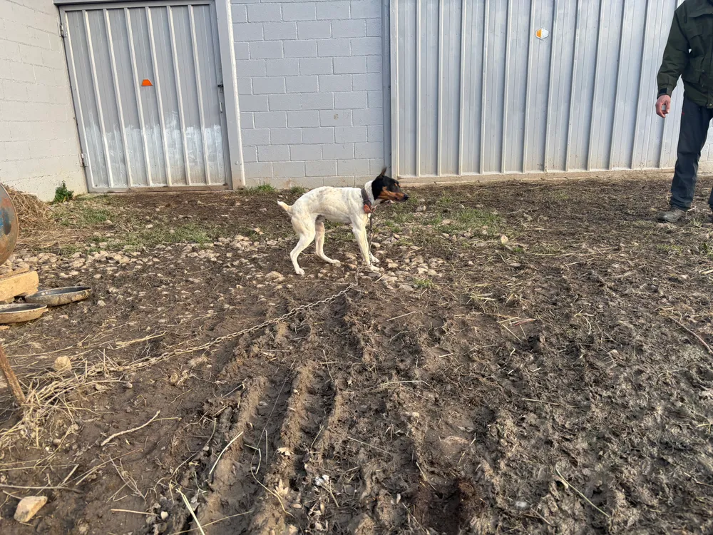 Perro raza ratonero - imagen 1