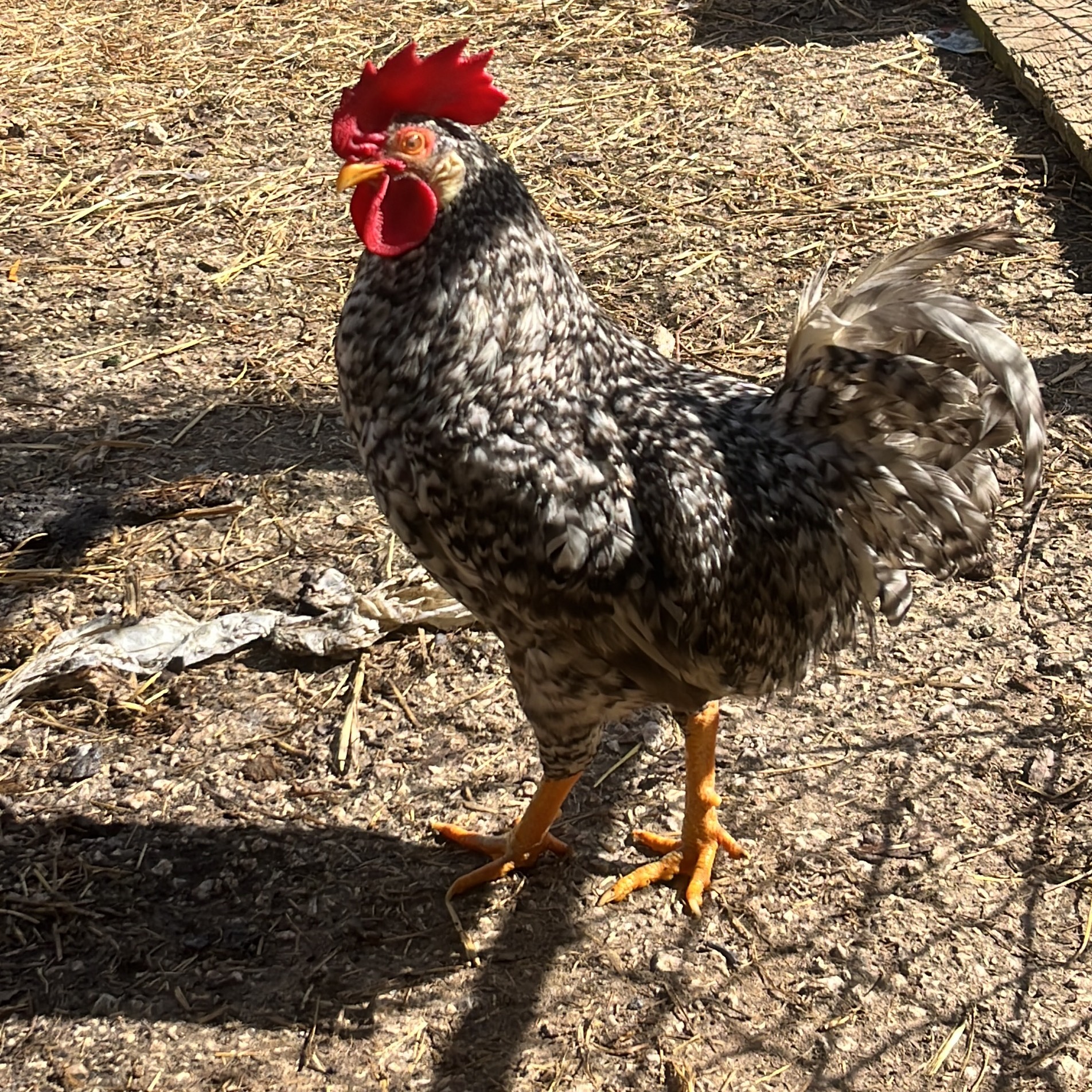 Gallo pedres  - imagen 1