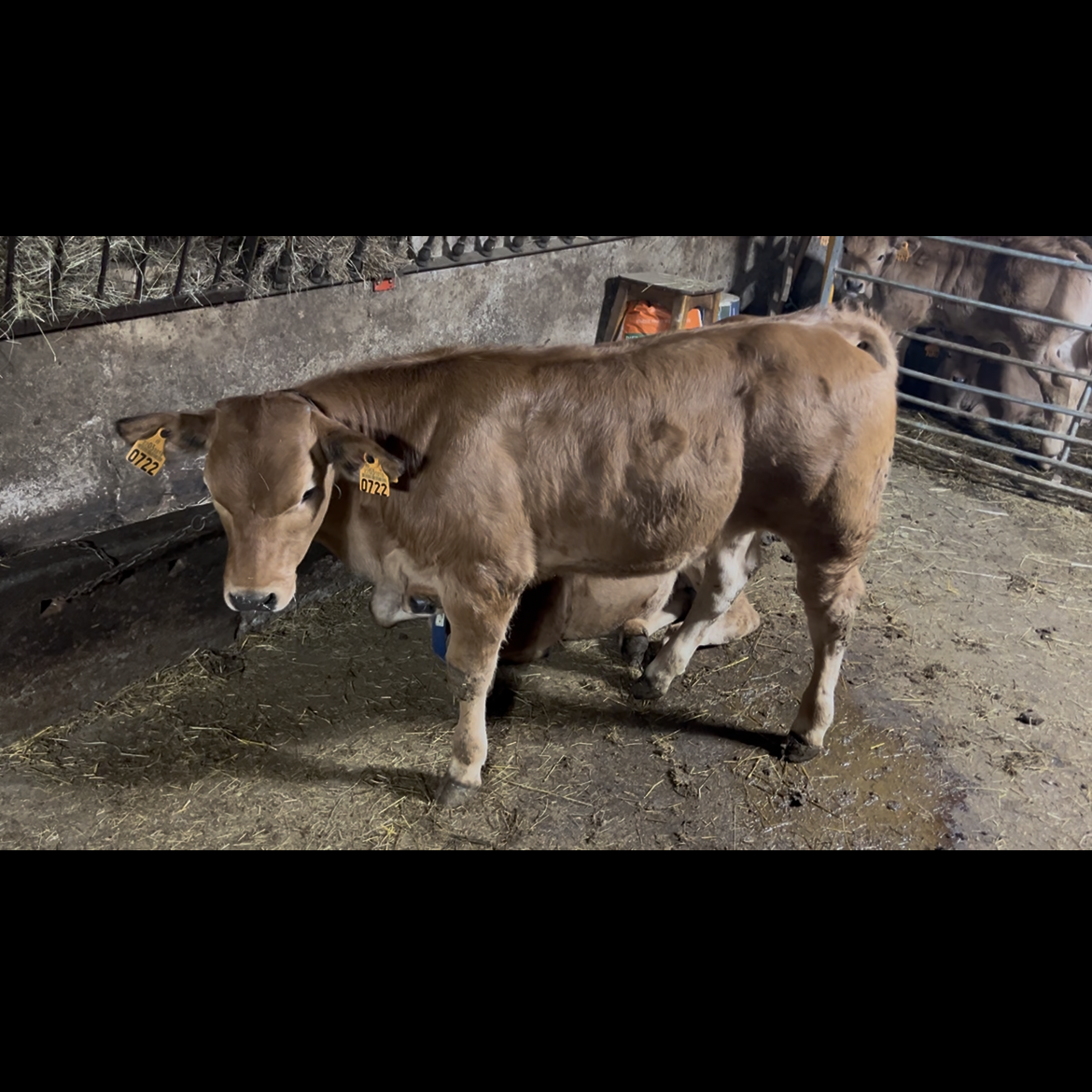 Xata de 5 meses  - imagen 1