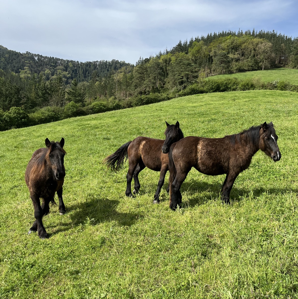 Potras de 2 años  - imagen 1