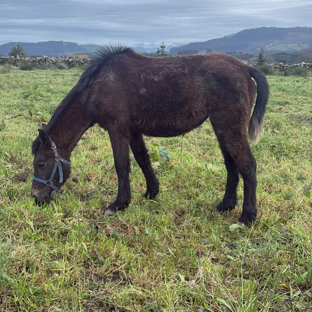 Vendo o cambio potra de montura - imagen 1