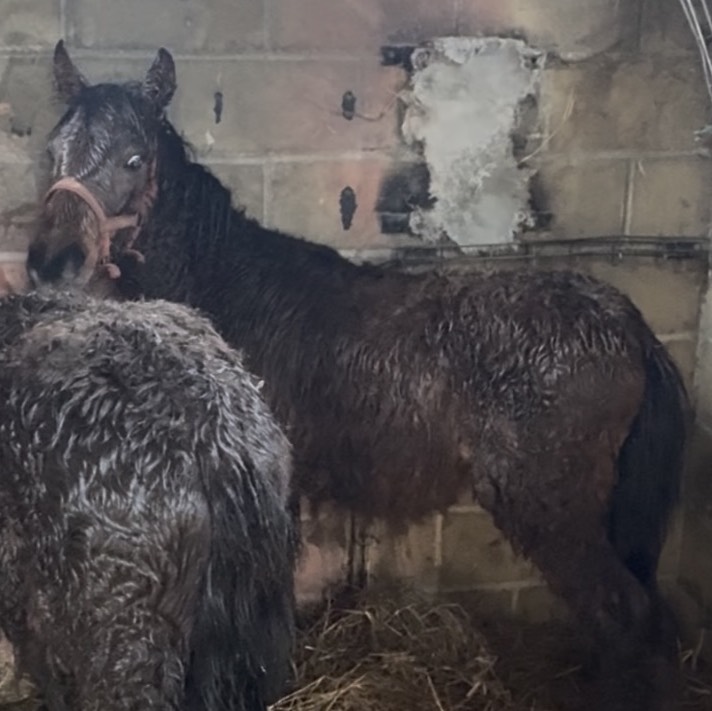 Vendo o Cambio Potros Cruzados  - imagen 1