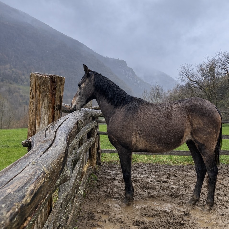 Potra cruzada - imagen 1