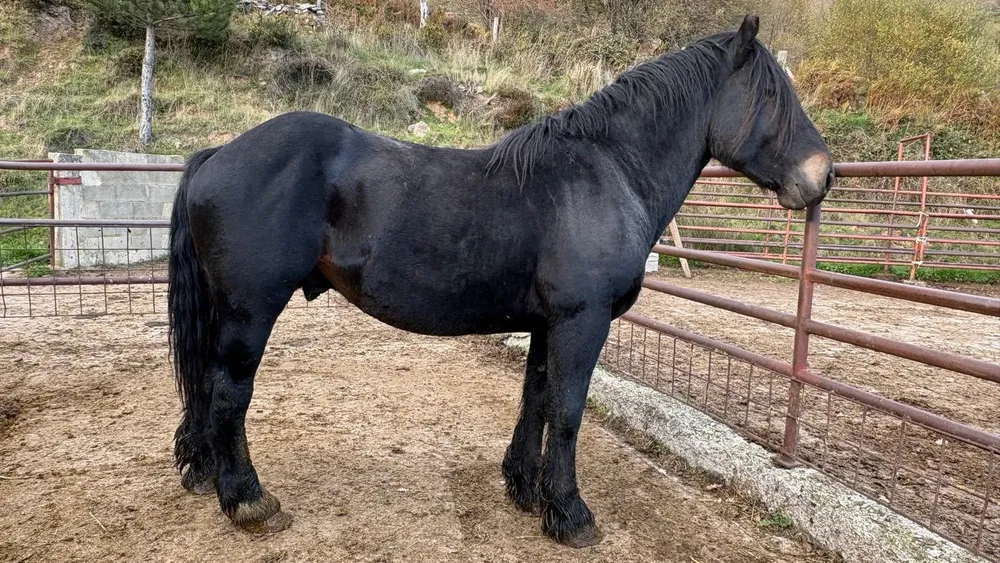 Caballo padre a - imagen 1