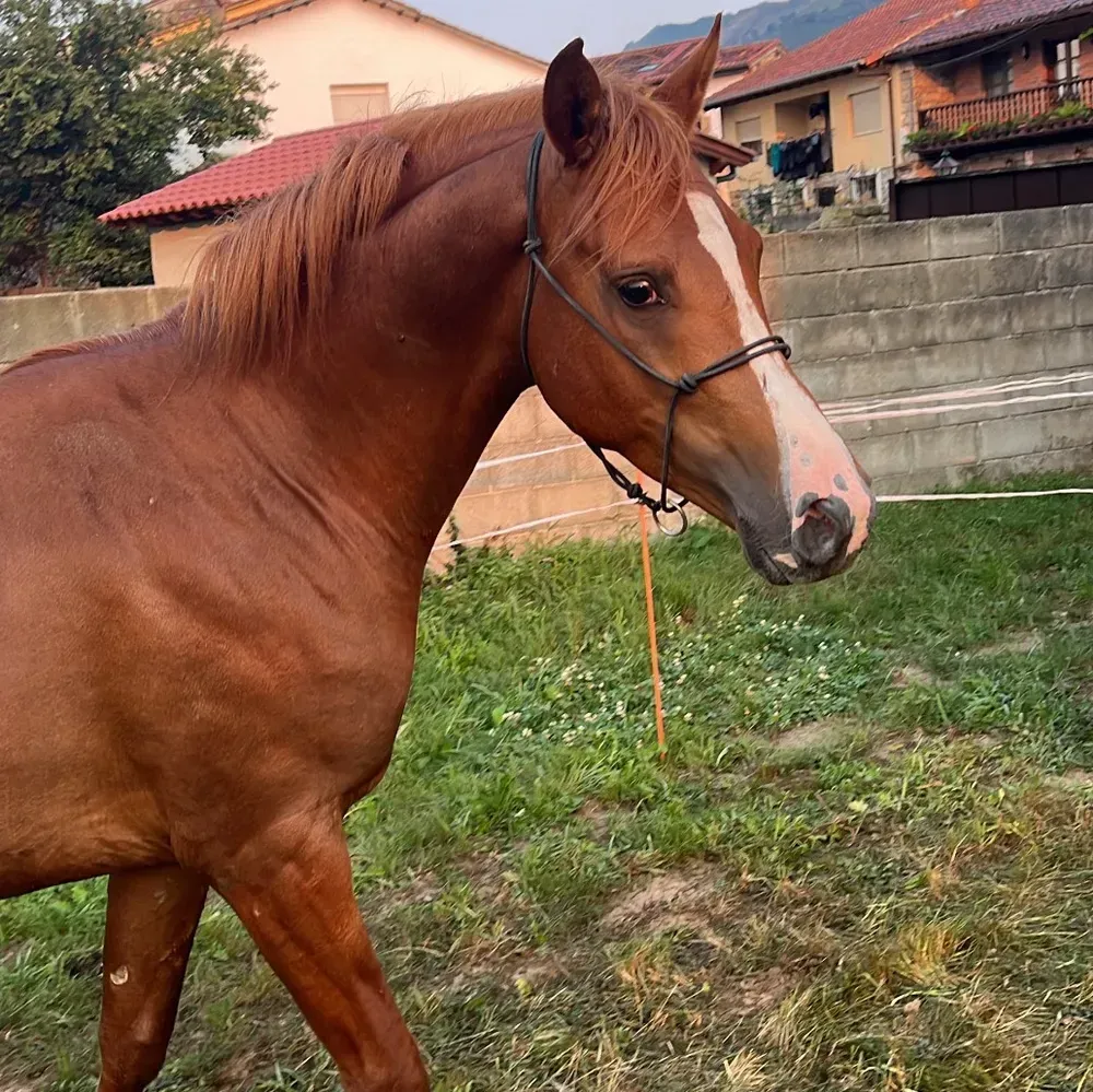 semental pura raza árabe - imagen 1