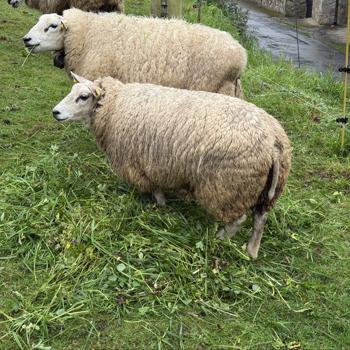 Se vende oveja y dos corderas