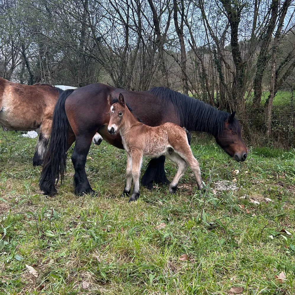 Se vende llegua parida  - imagen 1