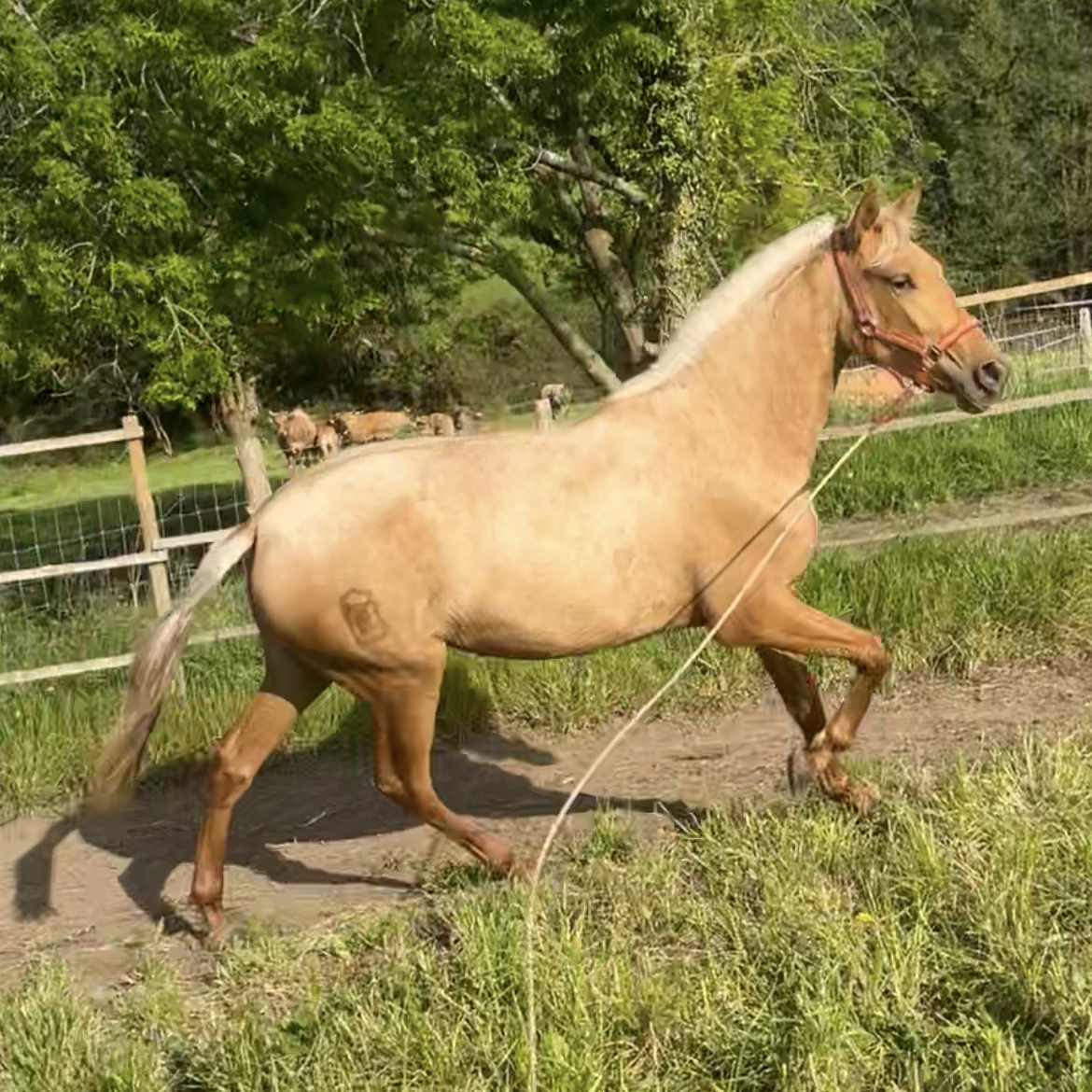 Potra PRE - imagen 1