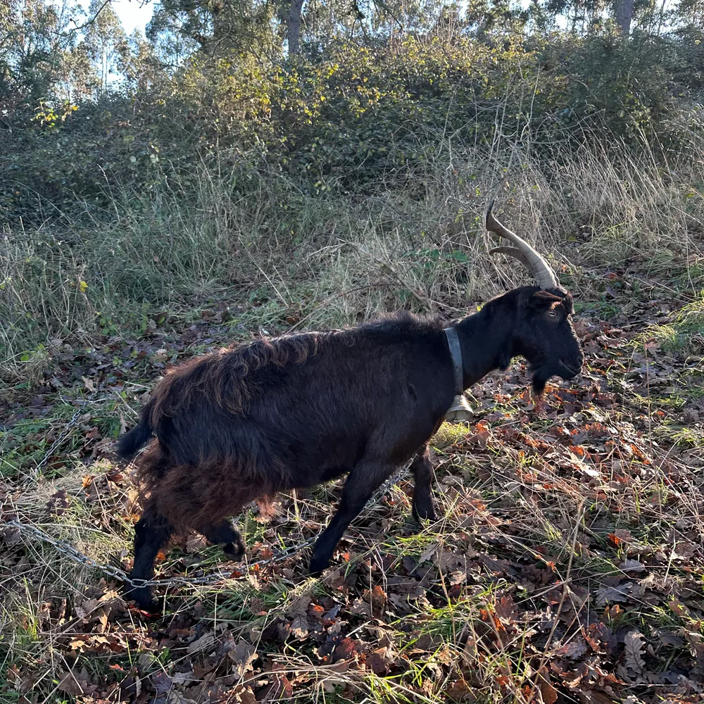 Se vende cabra  - imagen 1