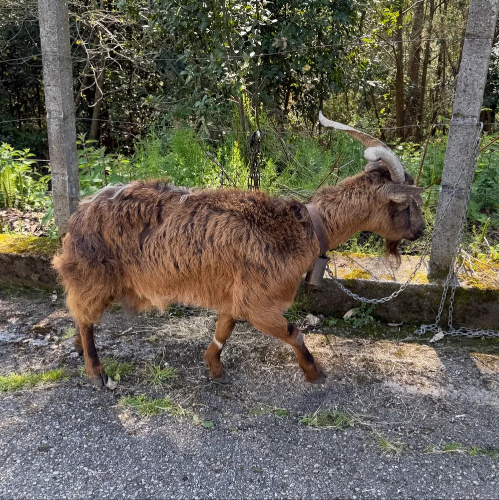 Se vende pa carne o se cambia por algo que me interese - imagen 1