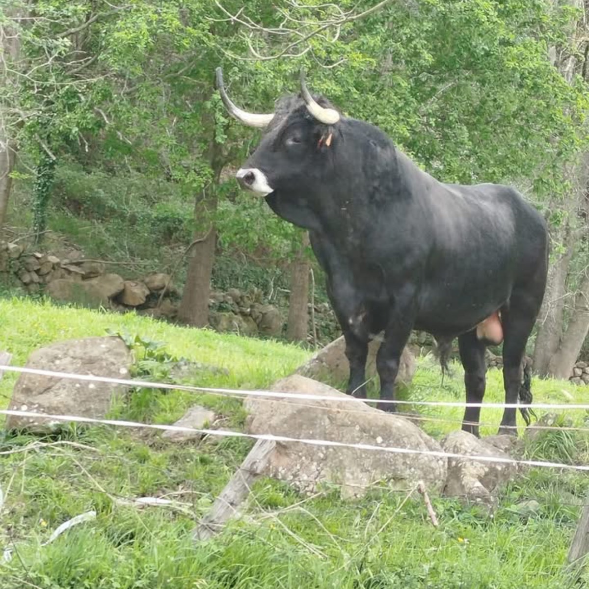 Toro Tudanco - imagen 1