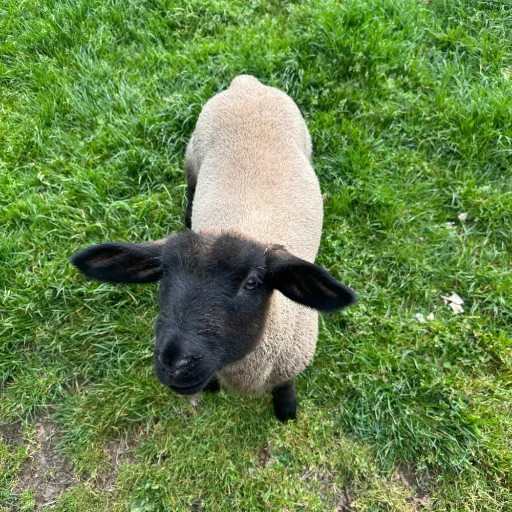 CORDEROS SUFFOLK MACHOS - imagen 1