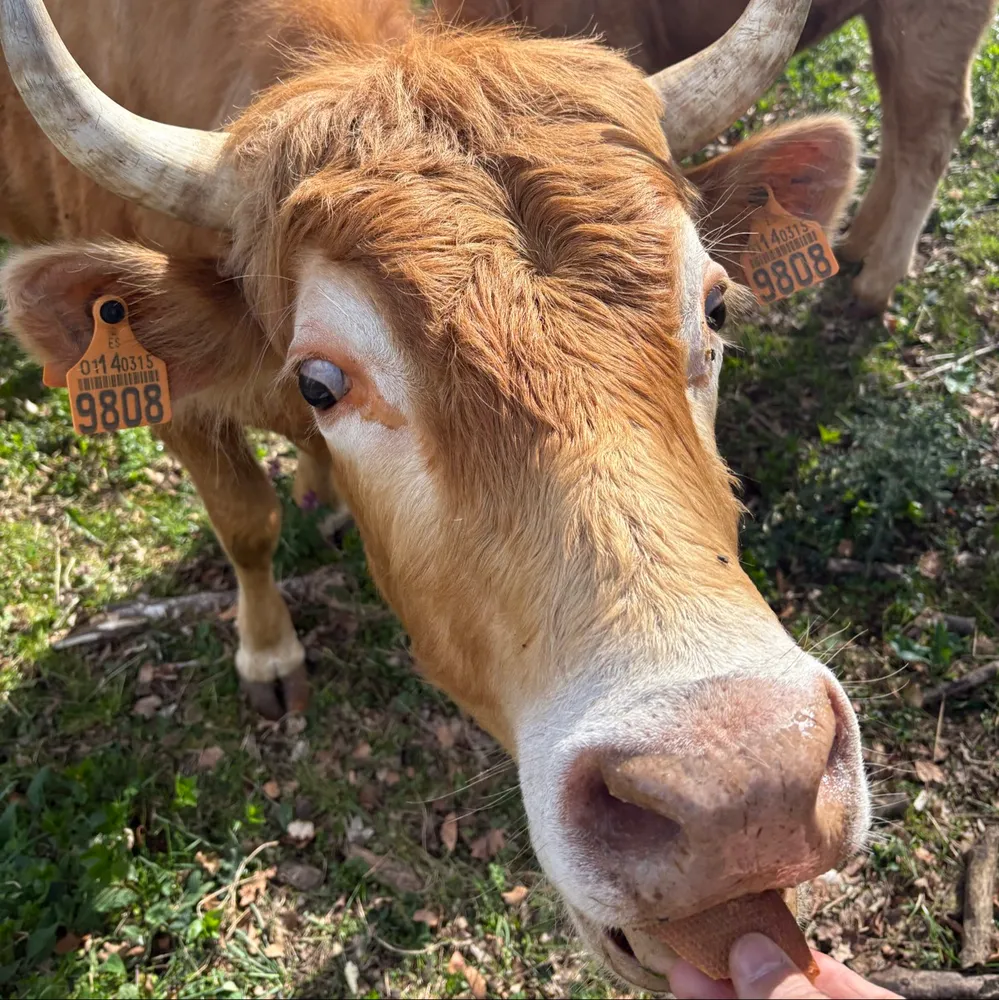 Vacas Betizu - imagen 1