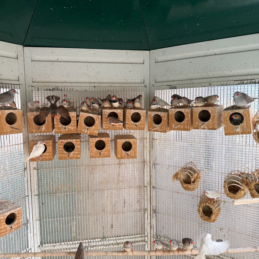 Diamantes mandarines  - imagen 1