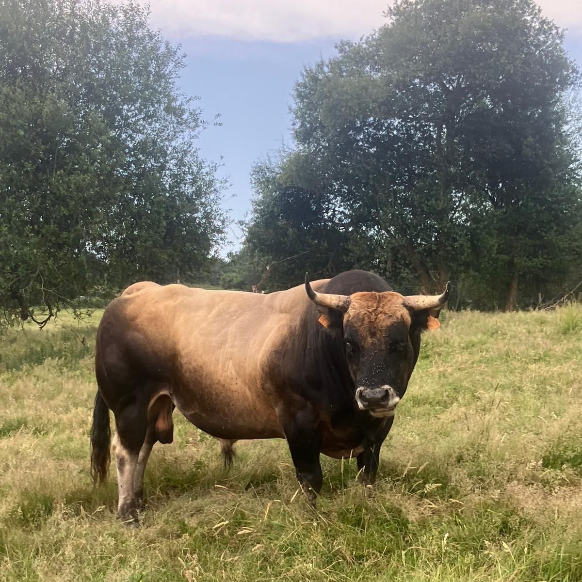 Se vende  - imagen 1