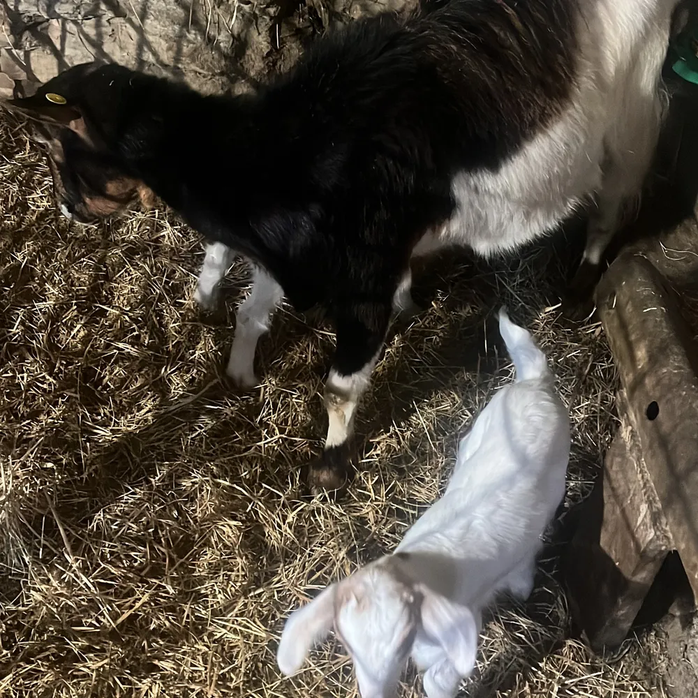 Se vende cabra con dos crias - imagen 1