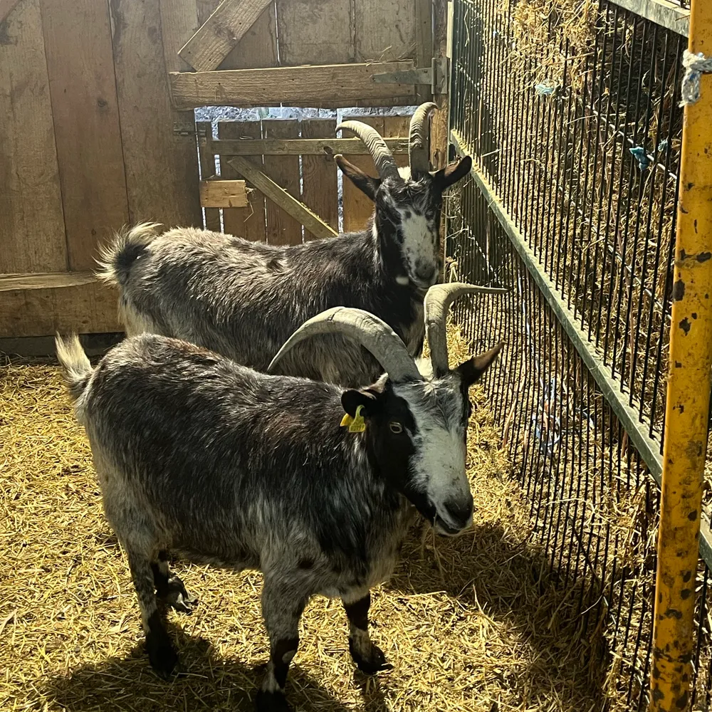 Se venden cabras preñadas - imagen 1