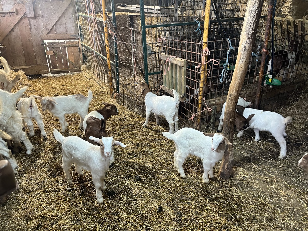 Se venden chivos mestizos boer - imagen 1