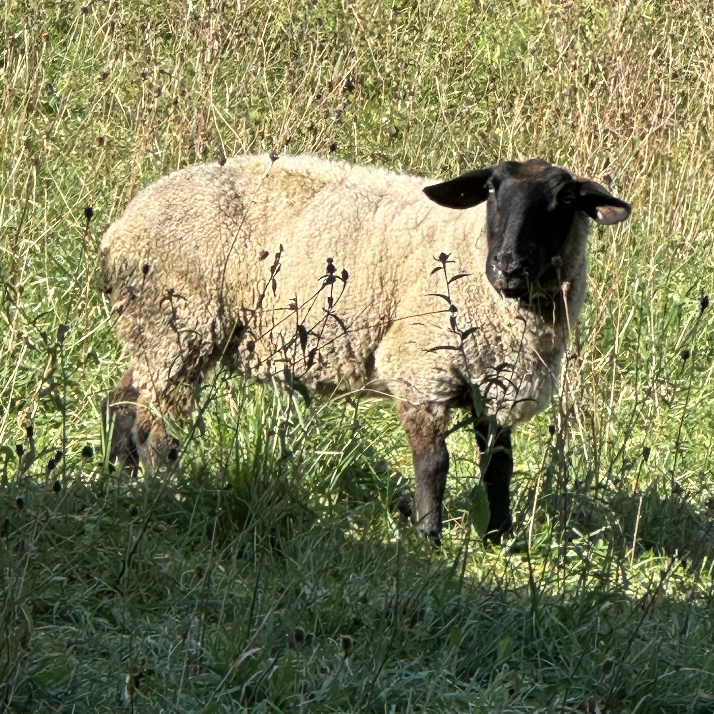 Oveja Suffolk - imagen 1