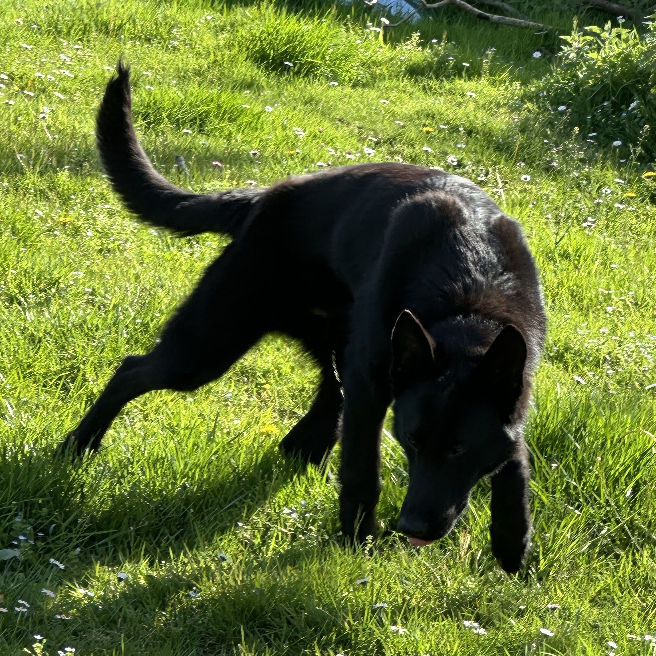 Pastor alemán - imagen 1