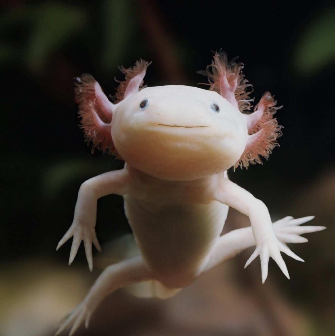 Ajolotes  - imagen 1