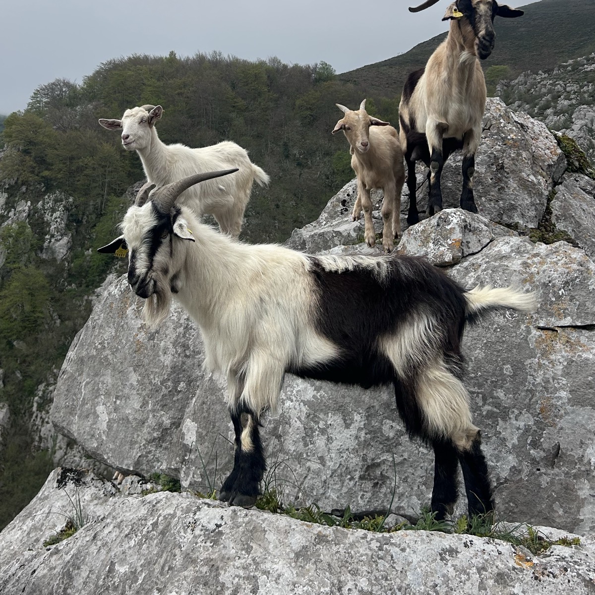 Se cambia cabrito - imagen 1