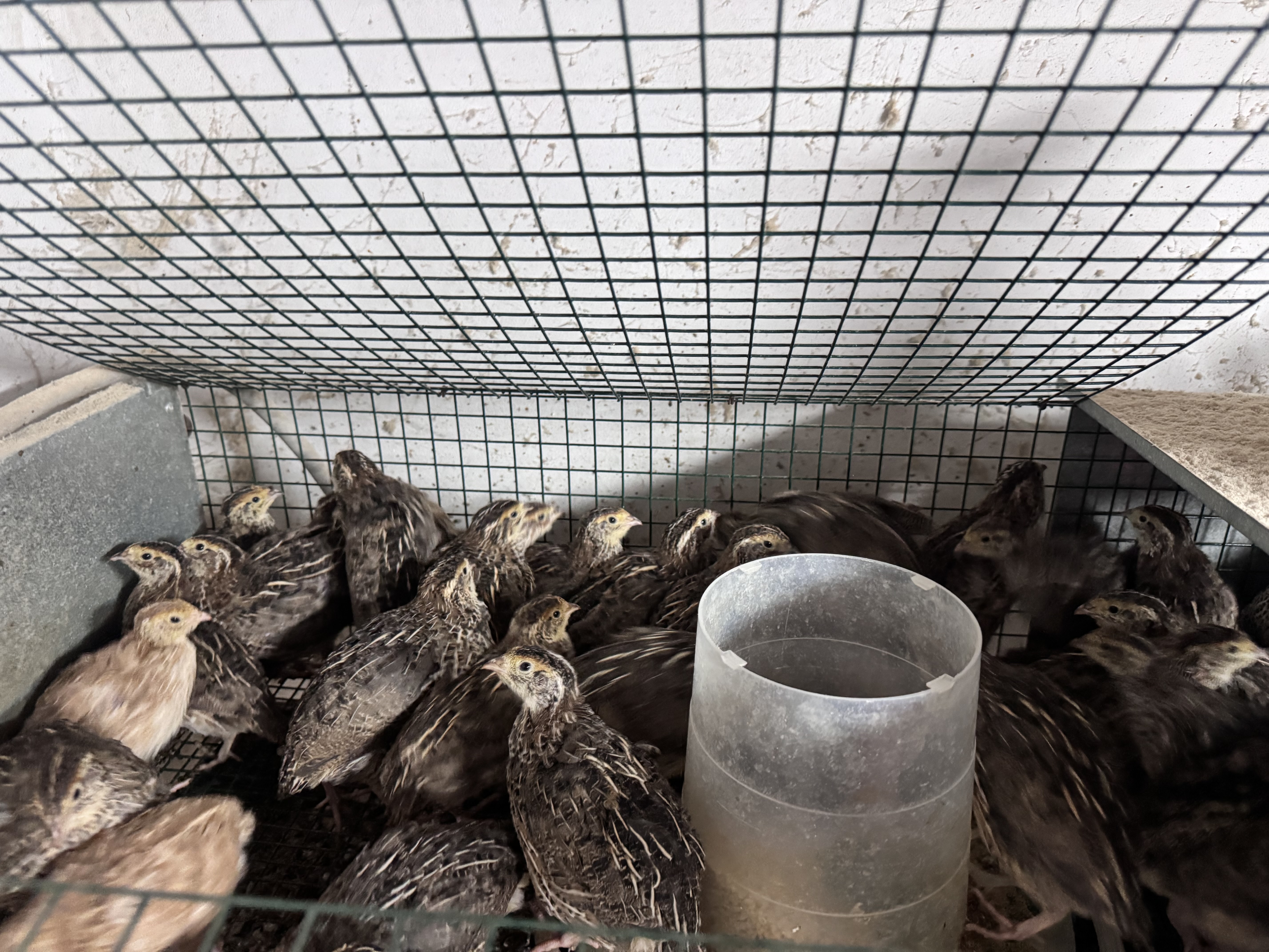 Codornices de puesta - imagen 1