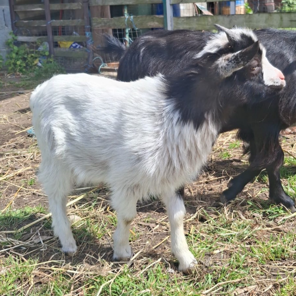 cabrito enano  - imagen 1