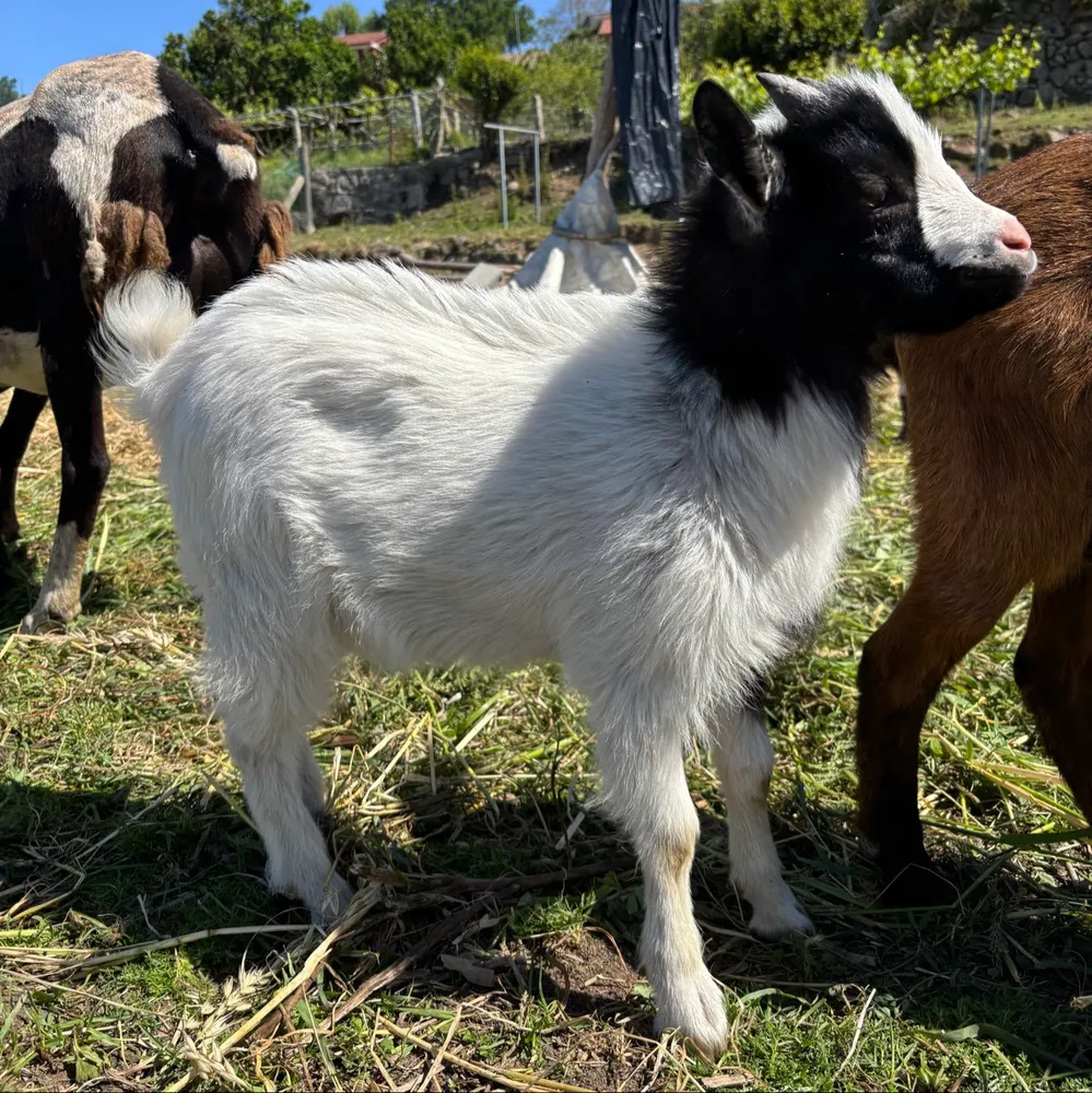 cabrito enano 
