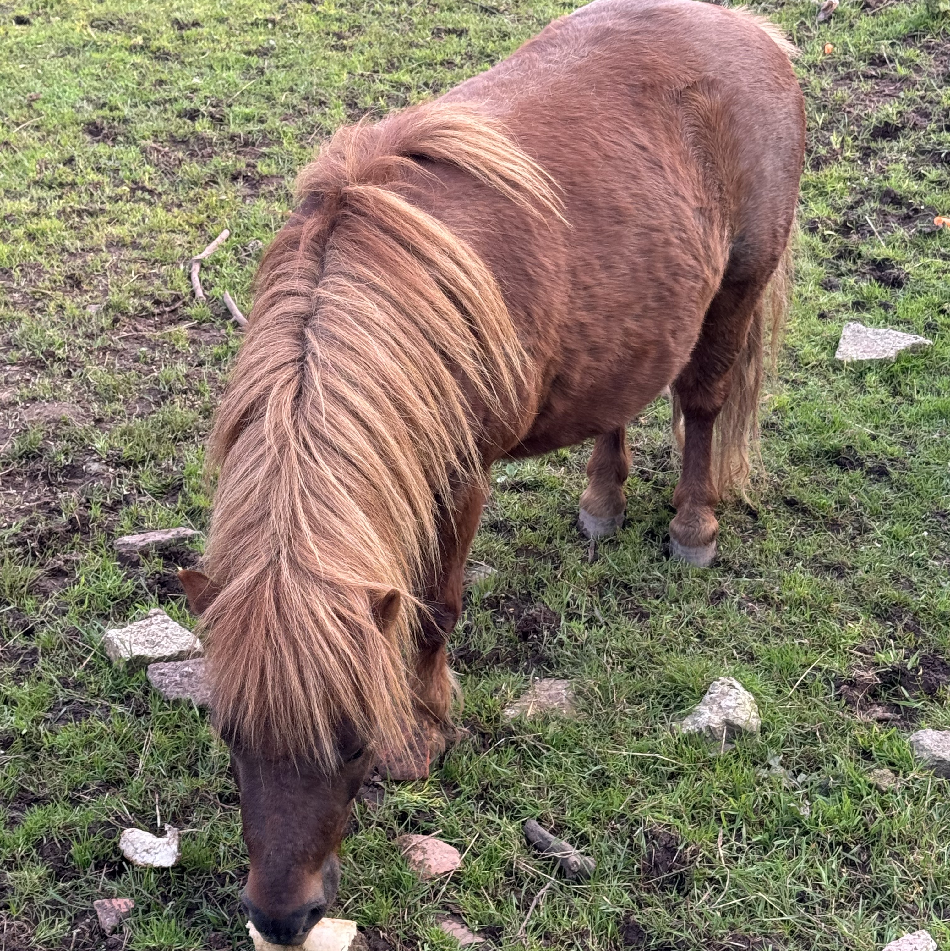 Se cambia pony  - imagen 1