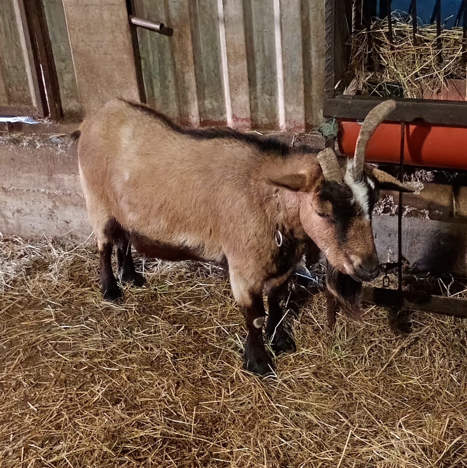 Cabras enanas  - imagen 1