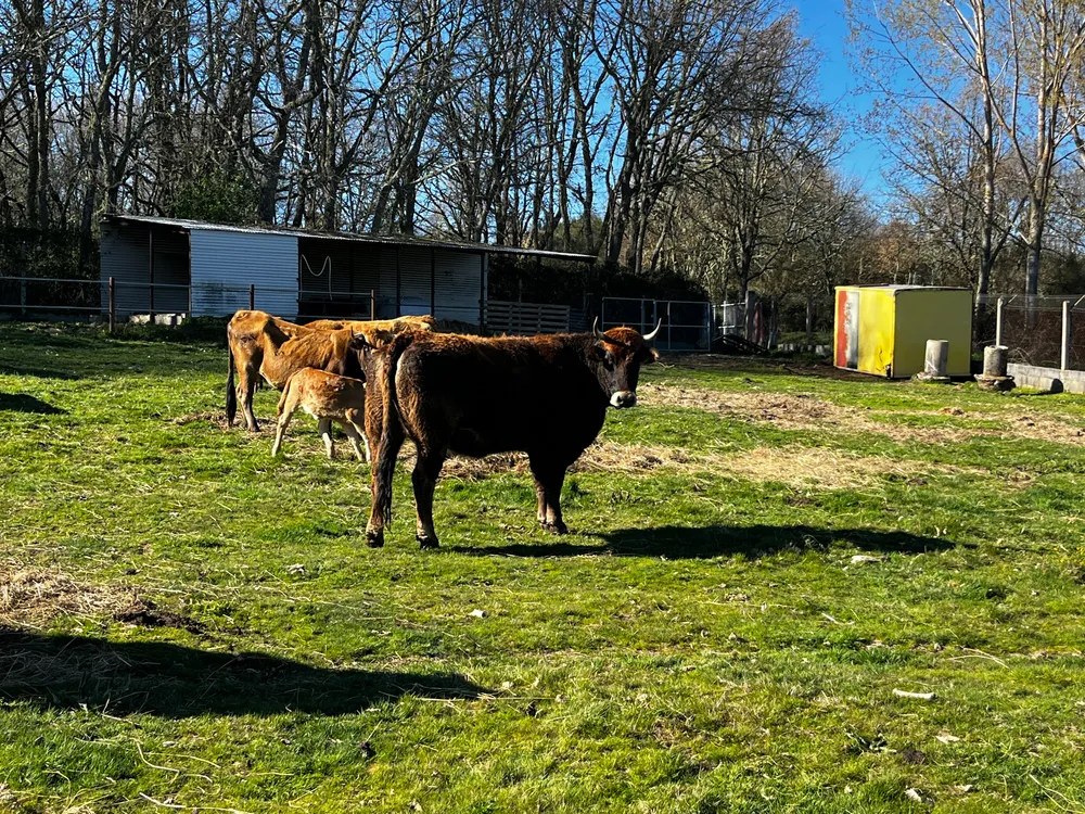 Se venden 10 vacas  - imagen 1