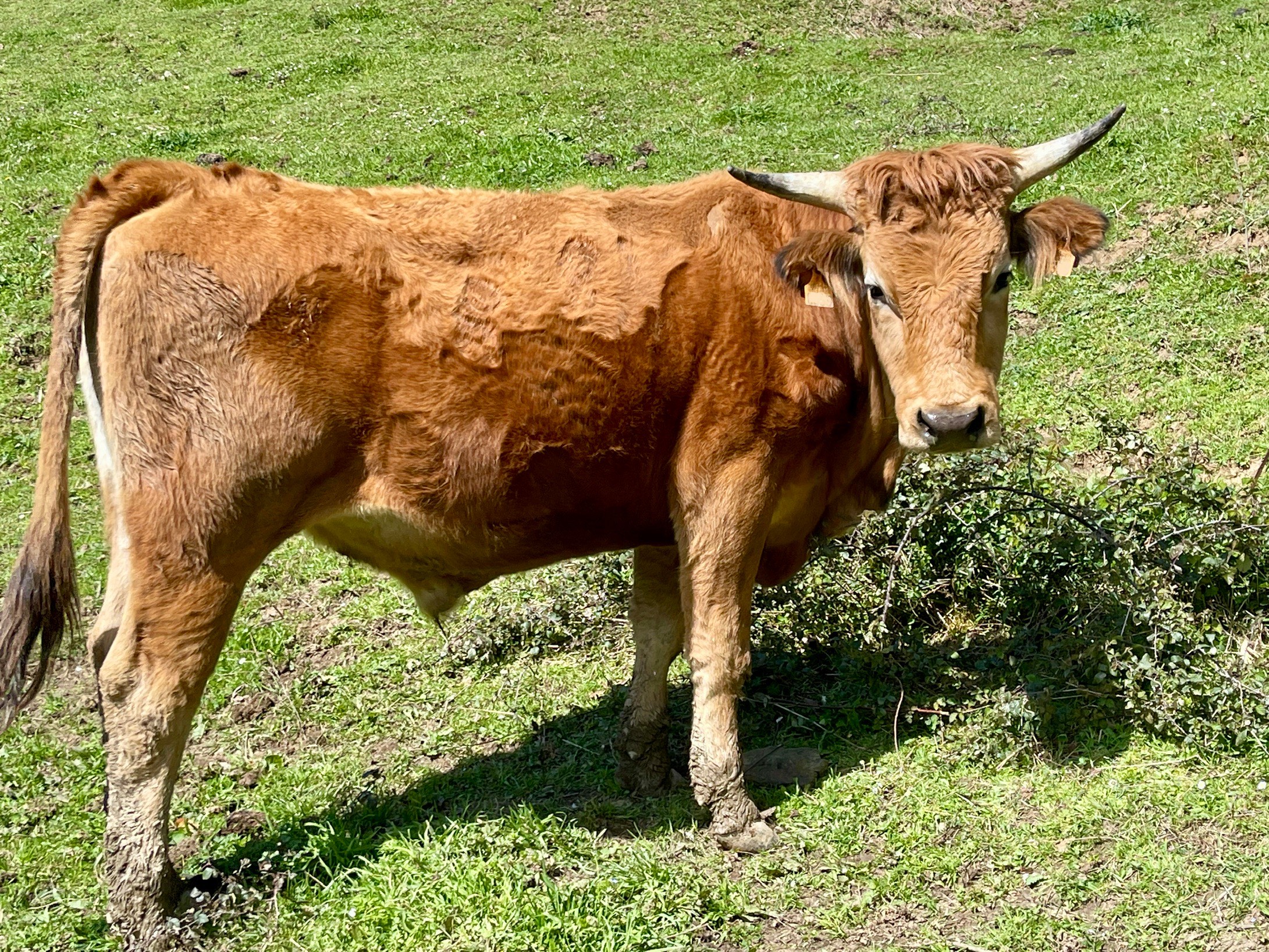 Novillo castrado asturiano de los valles - imagen 1