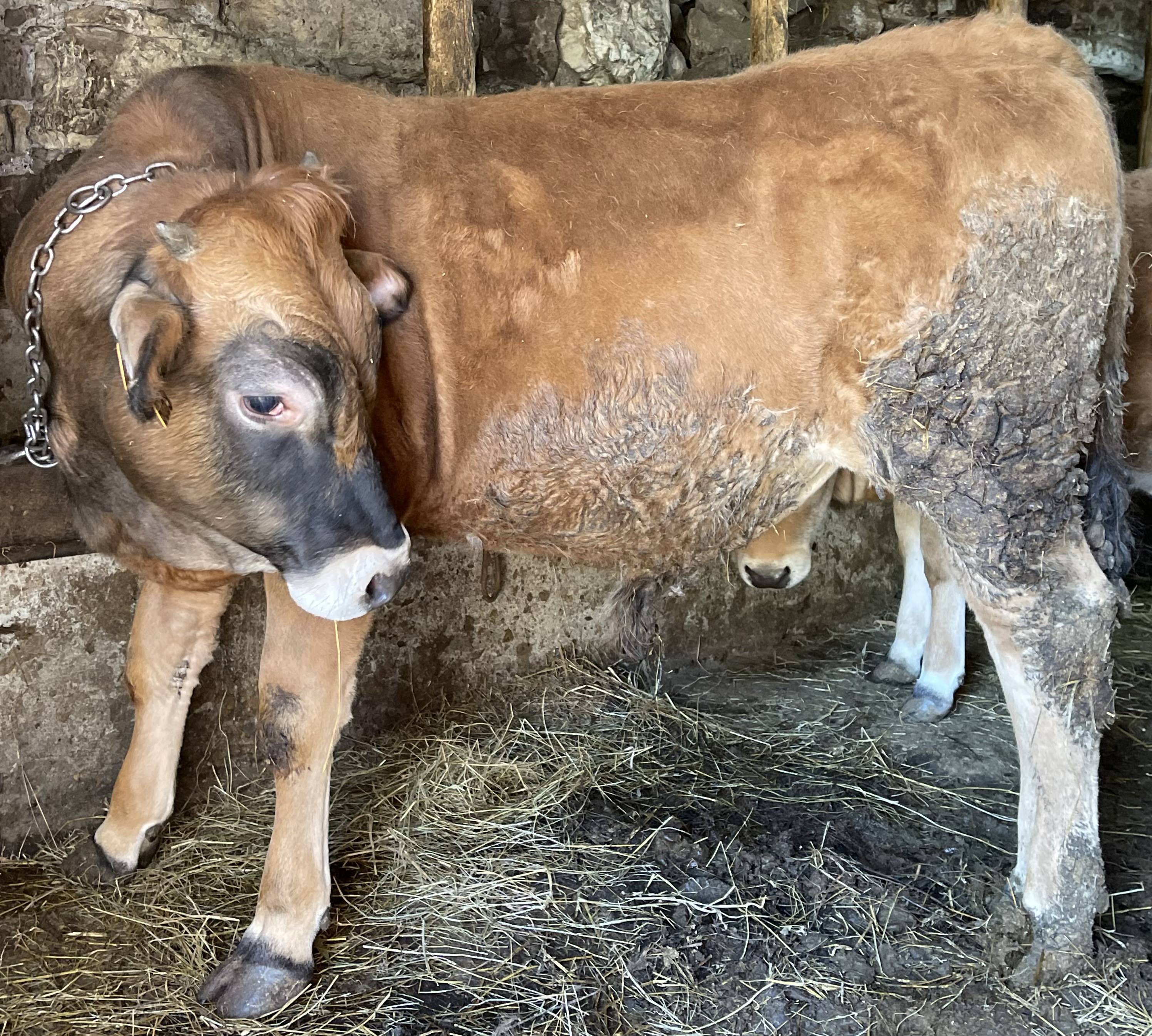 Ternero asturiano de los valles  - imagen 1
