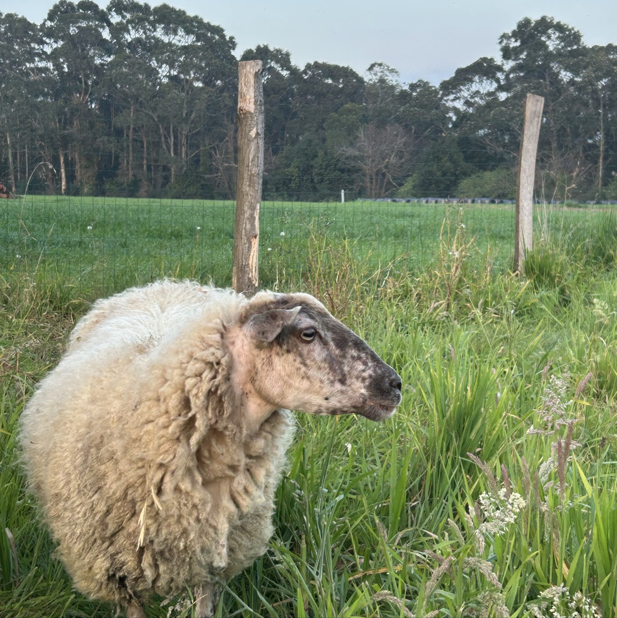 Se venden - imagen 1