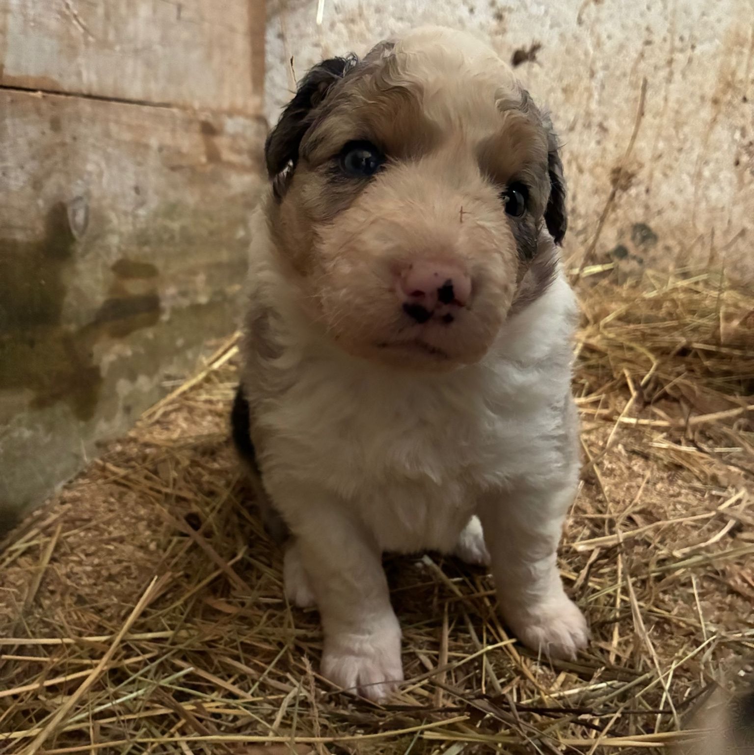 Border collie  - imagen 1