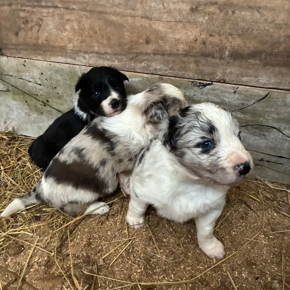 Border collie  - imagen 1