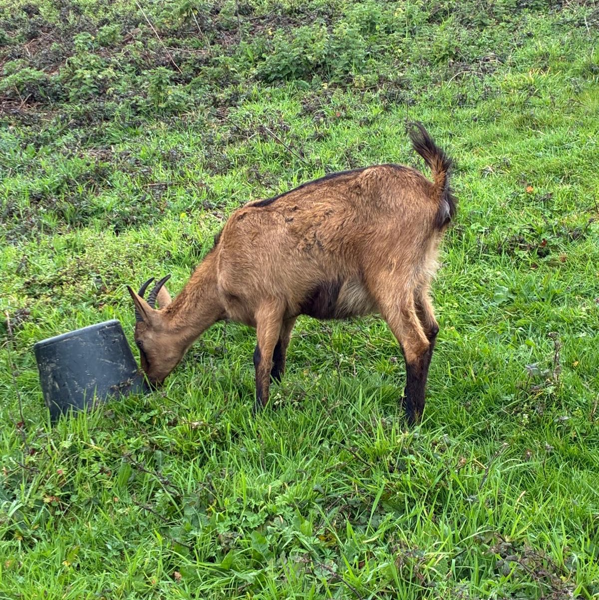 Cabras alpinas - imagen 1