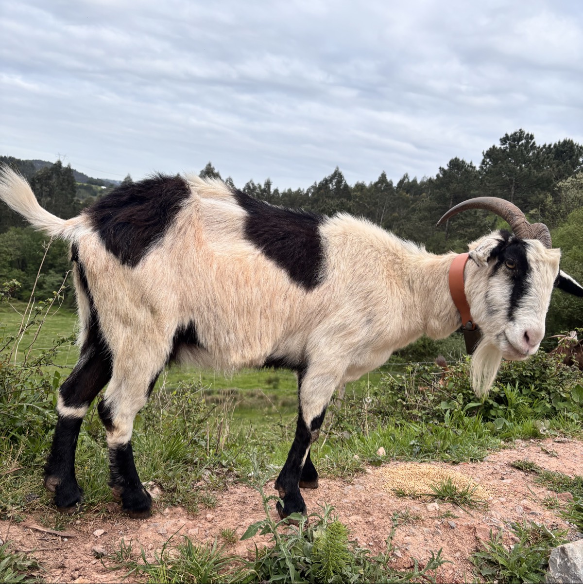 Cabra pinta  - imagen 1