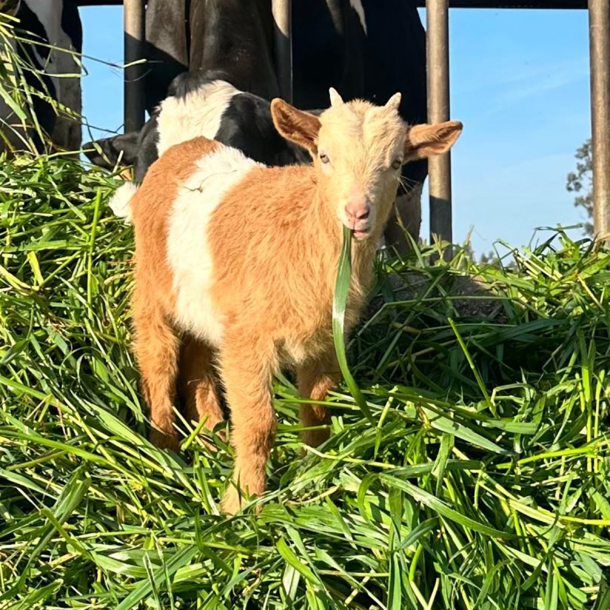 Cabrito macho pinto roxo  - imagen 1