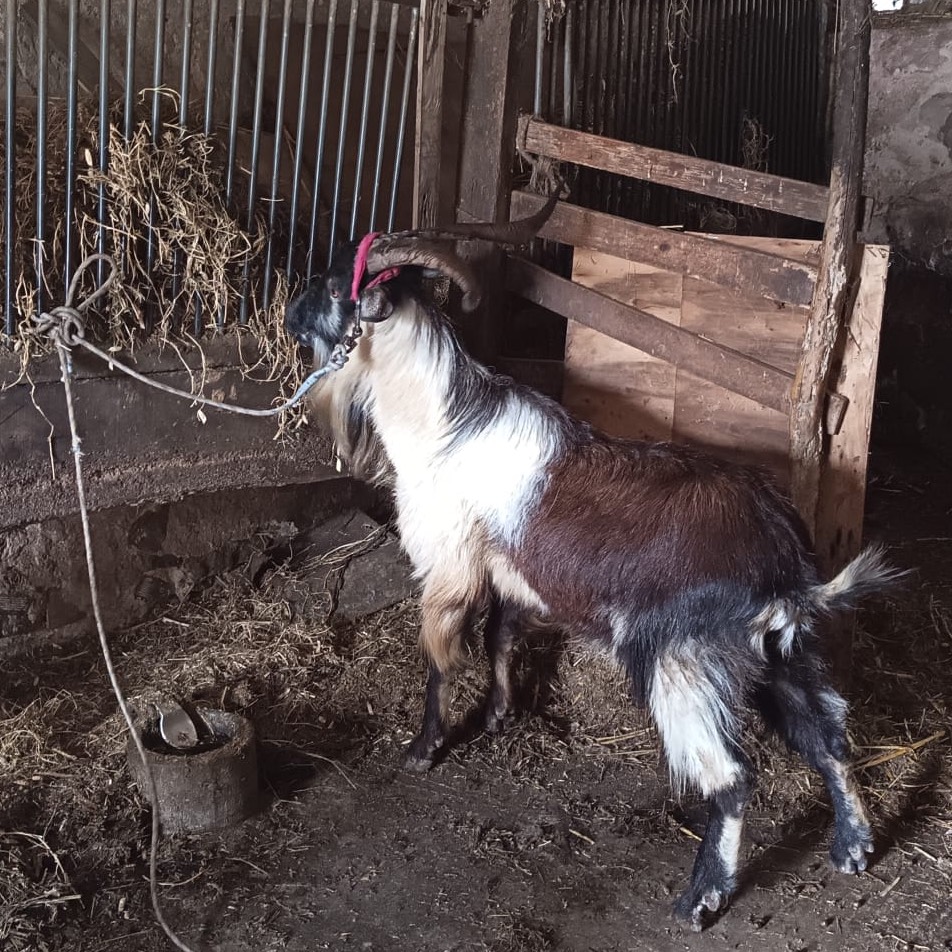 Castron Matrin  - imagen 1