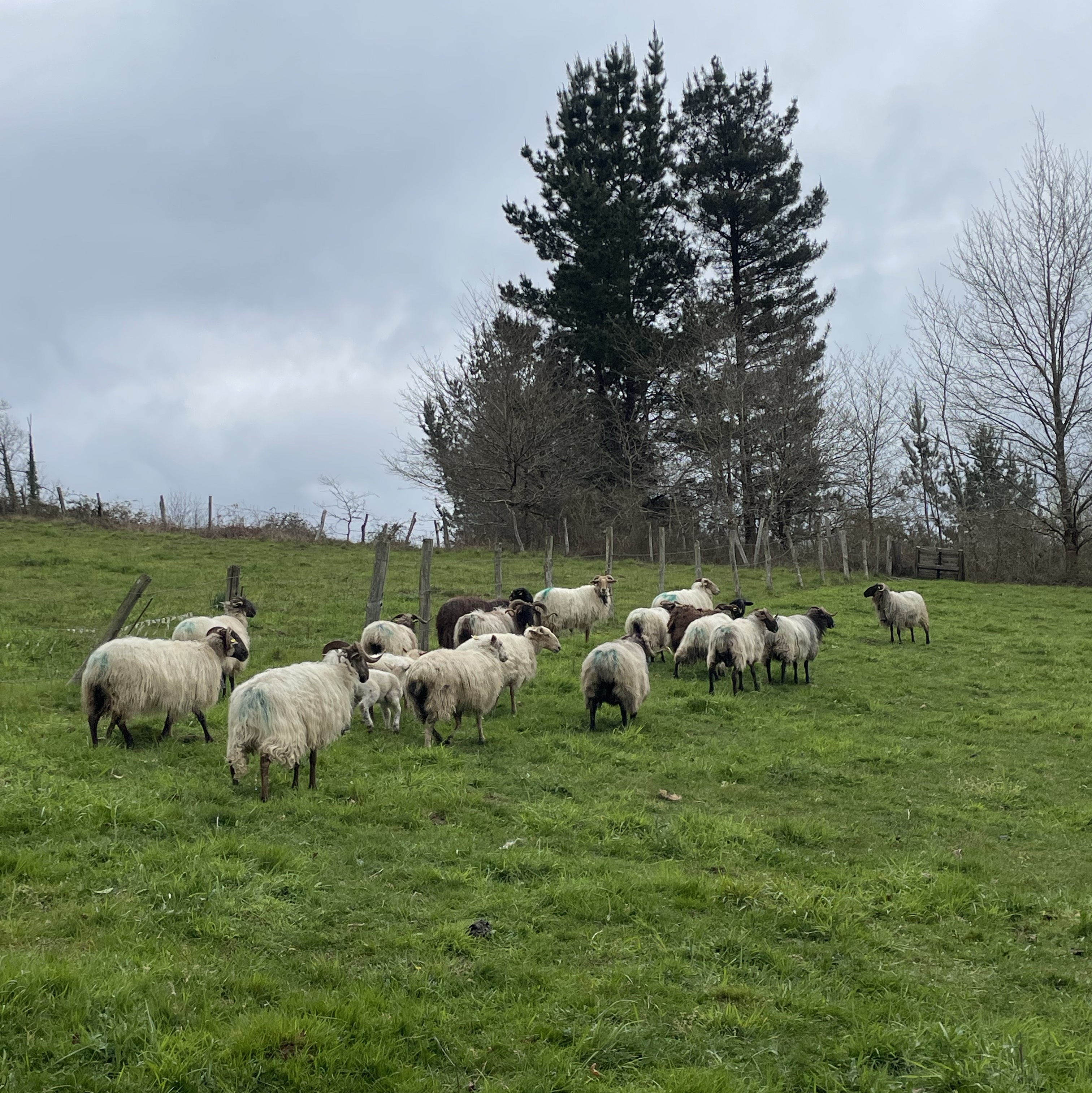 En venta ovejas - imagen 1